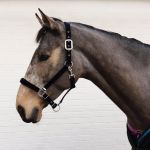 Small Pony Luxury Padded Headcollar Black No.7148